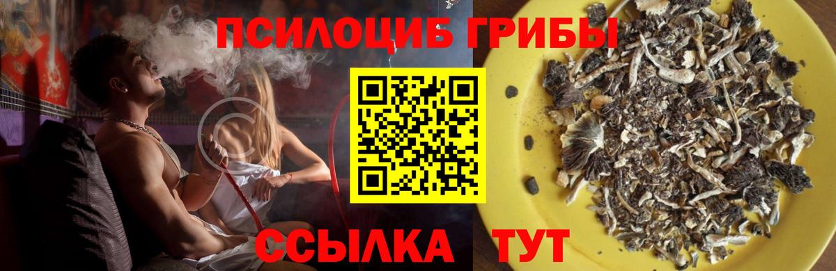 Псилоцибиновые грибы Cubensis Рассказово